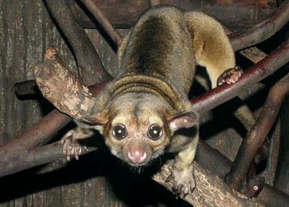 動物図鑑・キンカジュー